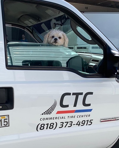 happy dog in truck